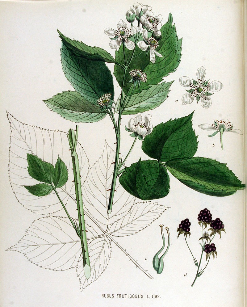 VAN EEDEN F. W., Flora Batava of Afbeelding en Beschrijving van Nederlandsche Gewassen, Vol 15, 1877, www.BioLib.de Dessin botanique de la Ronce