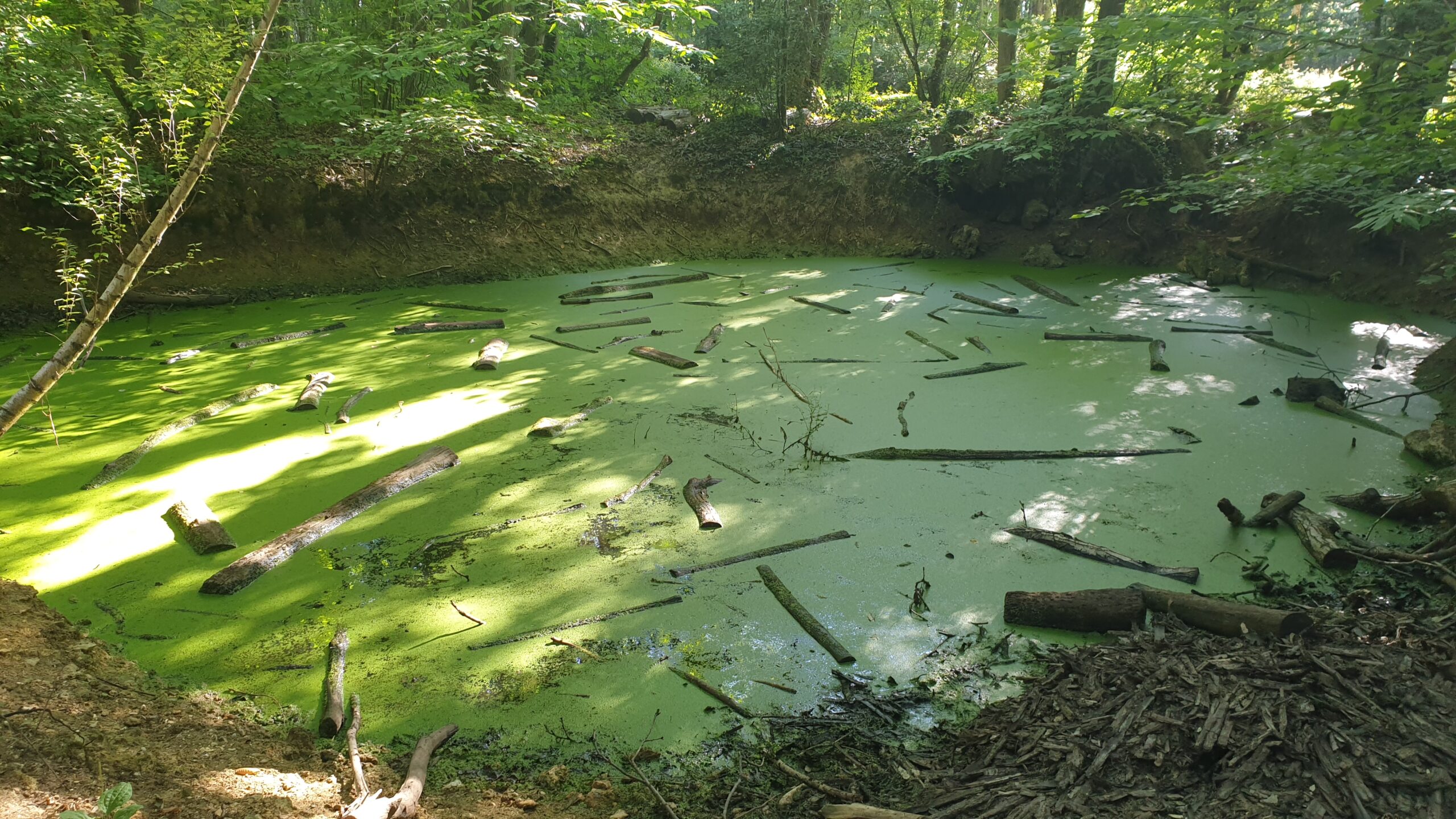 Trou d'eau au Bois de la Hacquinière