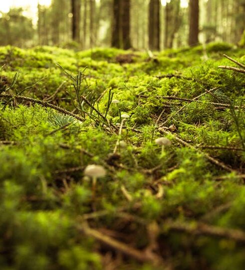 Green Grass Field