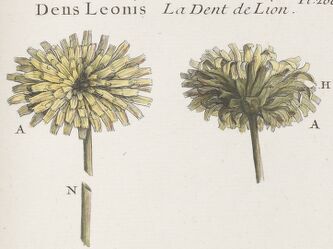 Dessin botanique de fleur de Pissenlit