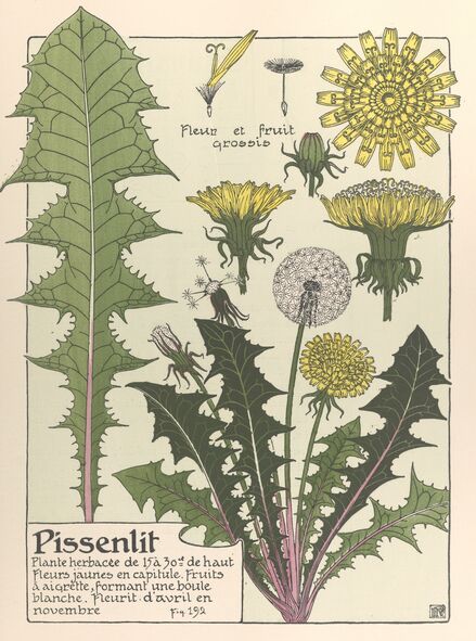 Pissenlit_Pillard Verneuil, Maurice, Etude de la Plante, 1903_Source gallica.bnf.fr Dessin botanique de Pissenlit