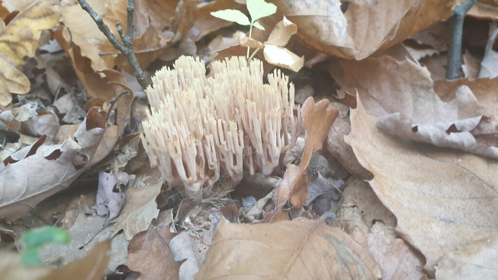 CHAMPIGNON