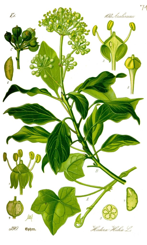 Dessin botanique lierre