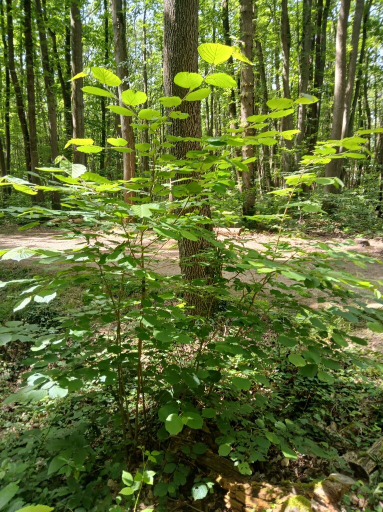 Noisetier du bois de la Hacquinière