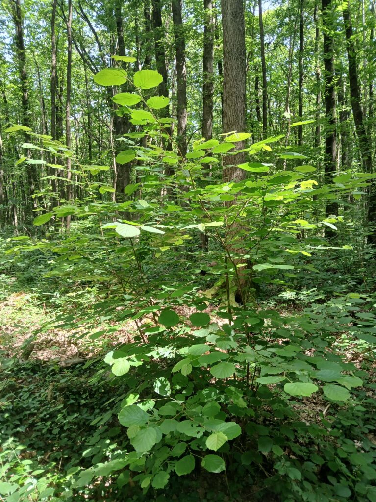 Noisetier du bois de la Hacquinière
