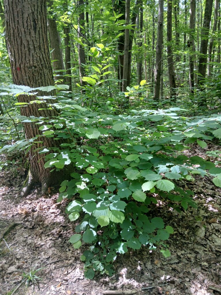 Noisetier du bois de la Hacquinière