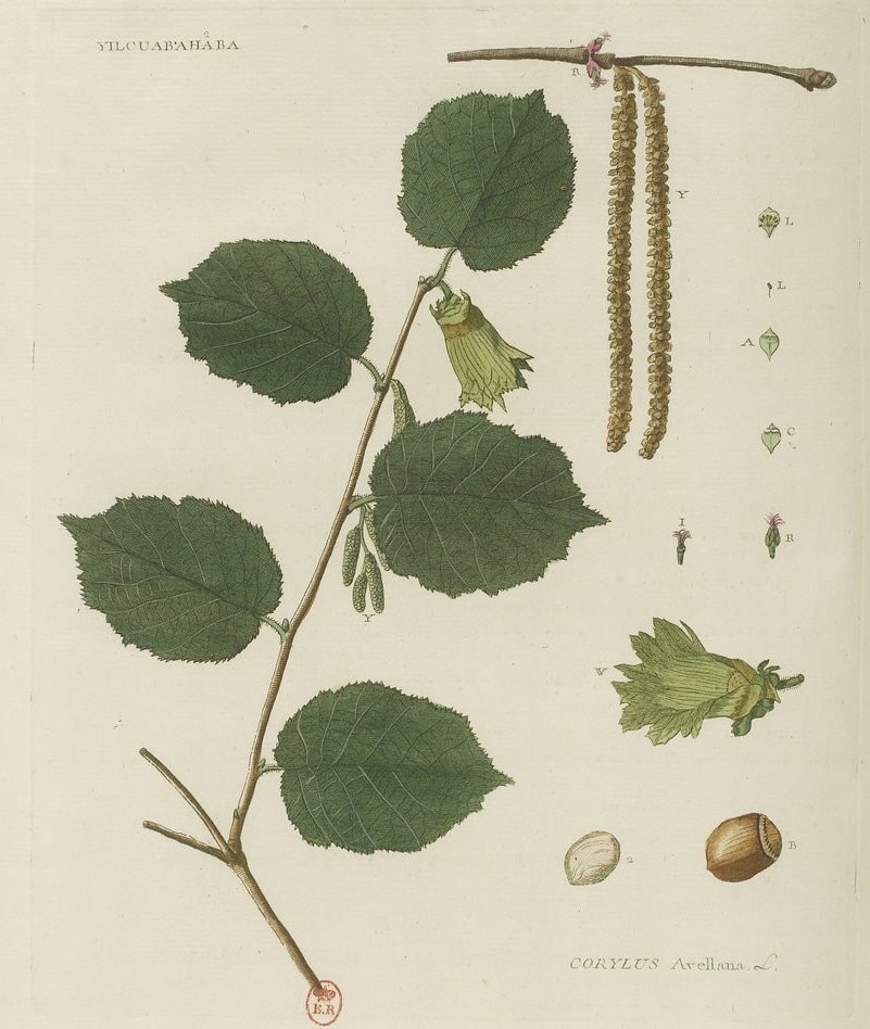 Phytonomatotechnie_universelle_cest-a-dire_lart_de_.Bergeret_Jean-Pierre_Bibliotheque-Nationale-de-France