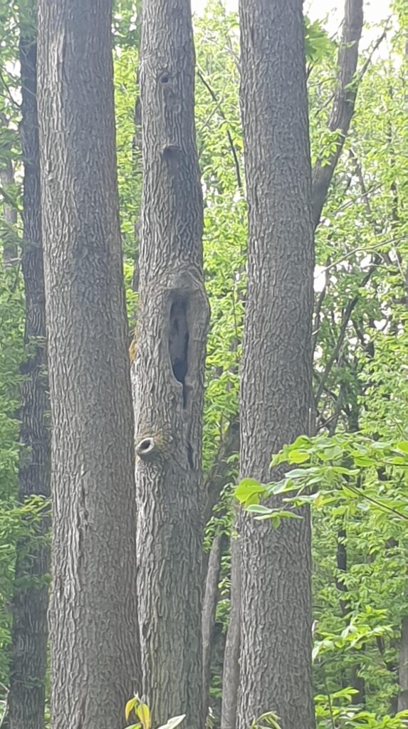 Cavité dans un arbre