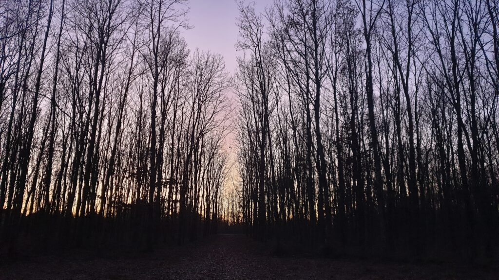 FORET A LA TOMBEE DE LA NUIT