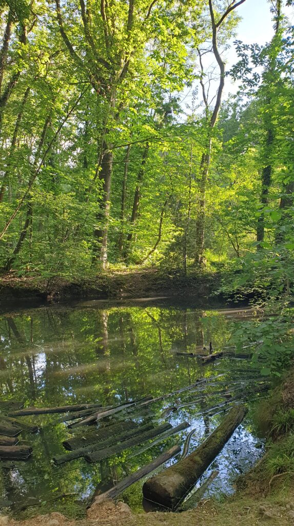 Trou d'eau dans le bois de la Hacquinière