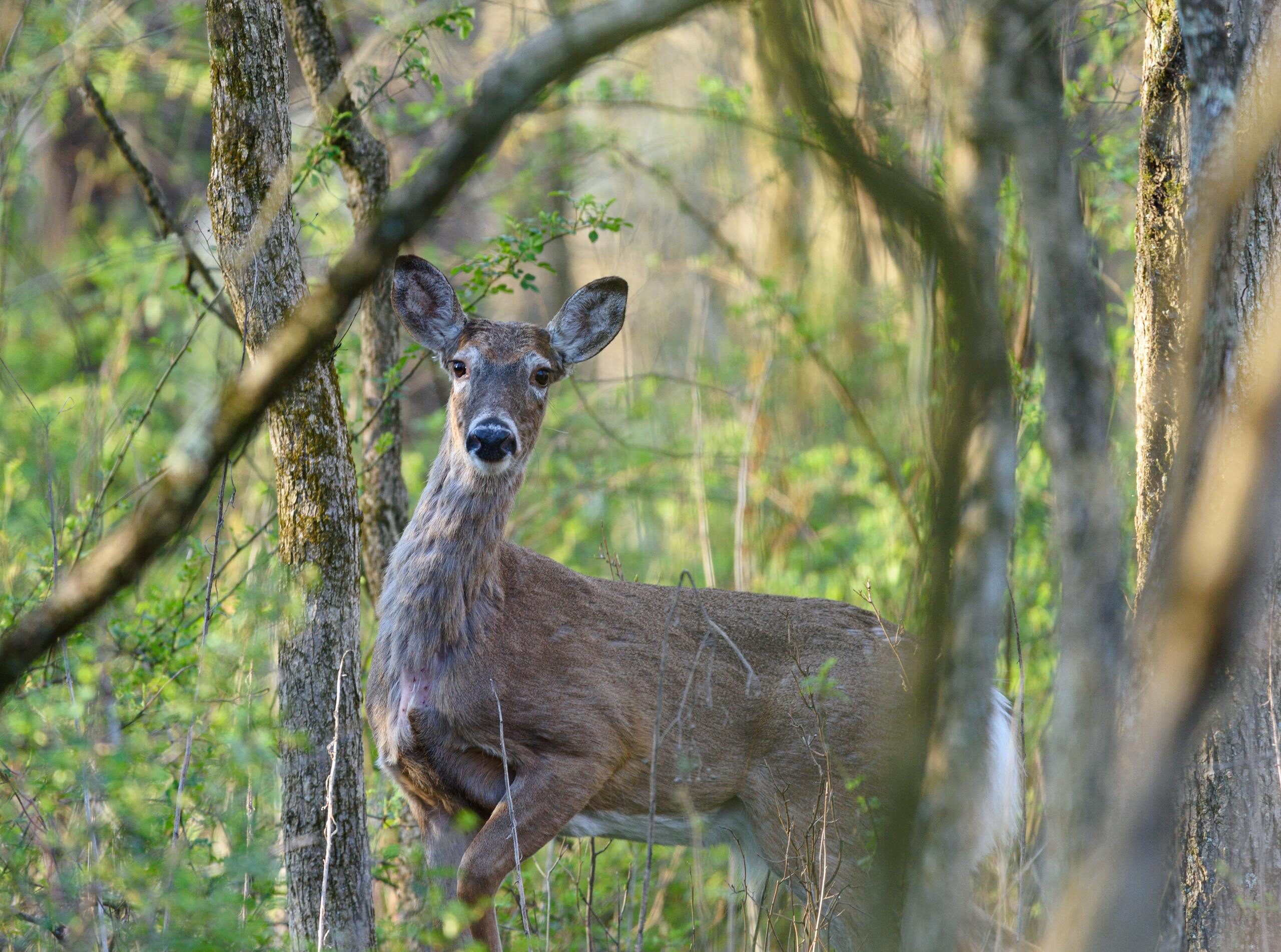 Chevreuil dans forêt