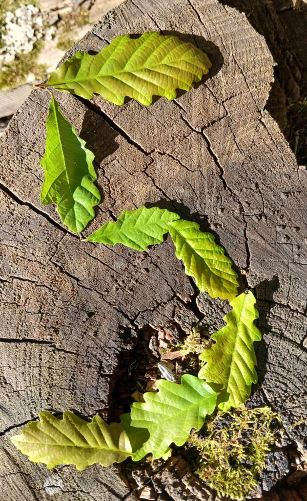 Cinq en feuilles de chêne