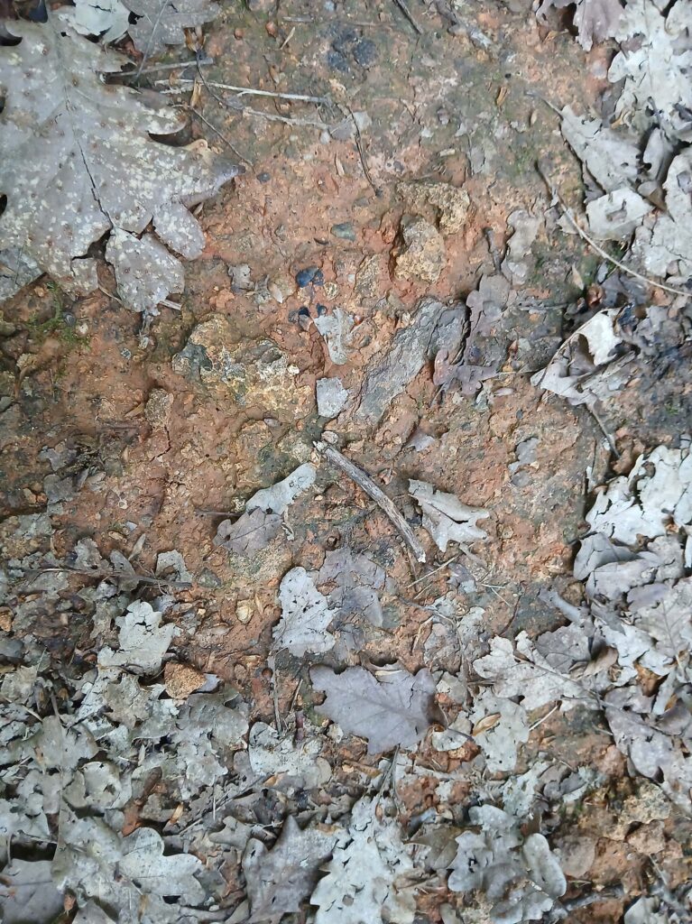 Superposition d'argiles dans la forêt