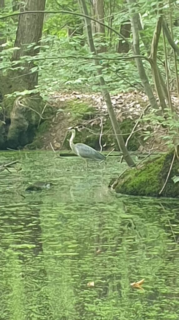 Héron dans un trou d'eau