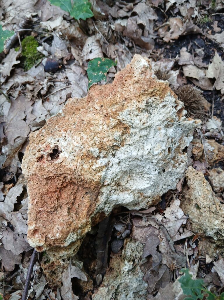 Meulière dans la forêt