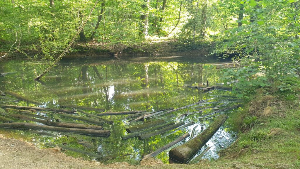 Trou d'eau de forêt